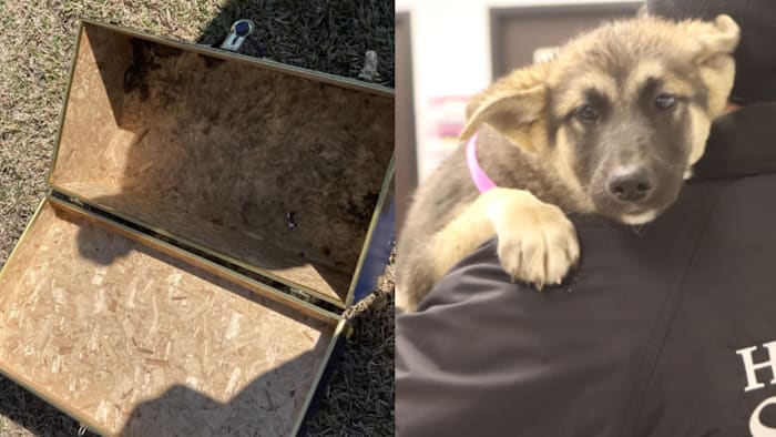 Channelview 지역 공원의 버려진 트렁크에서 울고 있는 강아지가 HSPCA에 의해 구조되었습니다.