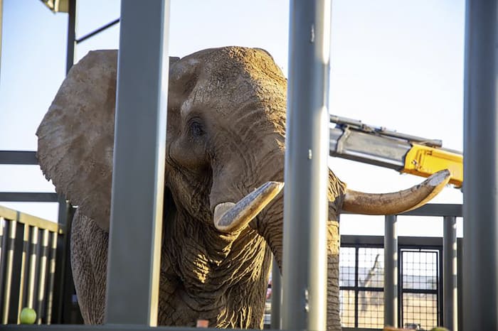 How do you get a grumpy 4-ton elephant to a new home 120 miles away ...