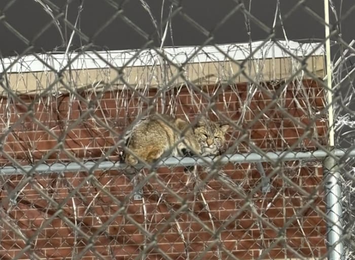 Bobcat spotted hanging out at Michigan prison