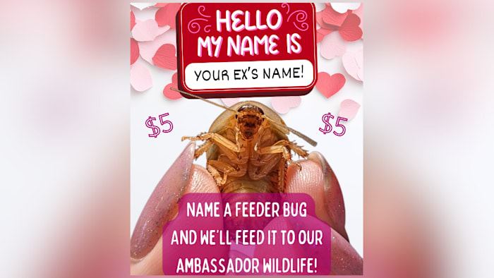 Name a bug after your ex this Valentine’s Day with the Southwest Virginia Wildlife Center