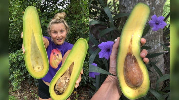 How Miami’s rare tropical fruit went TikTok viral - WJXT News4JAX