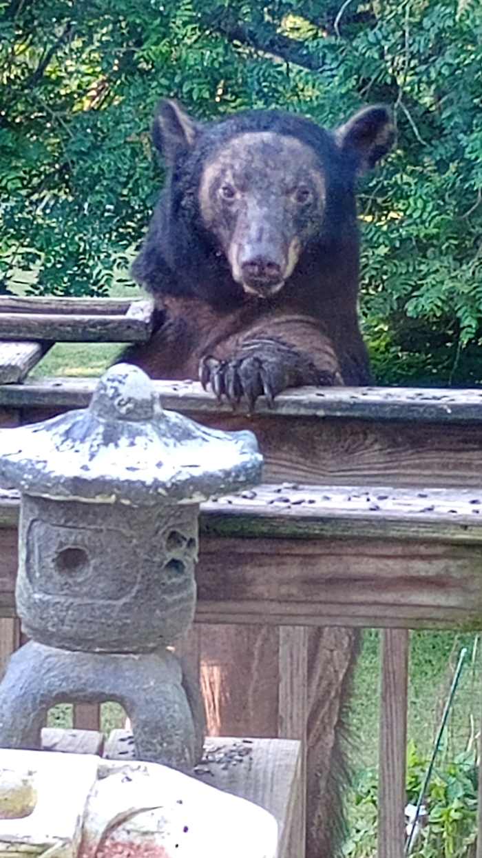 Mange-infected black bears spotted across Southwest Virginia