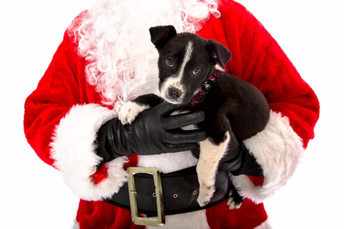 12 DAYS OF PINS: Happy 'pawlidays,' furry friends! Pin your pets in their festive gear, with decorations - Vimarsana News