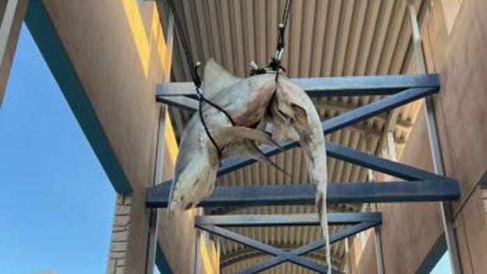 Stranger gave teens dead shark found hoisted on rafters at Florida high school, FWC says