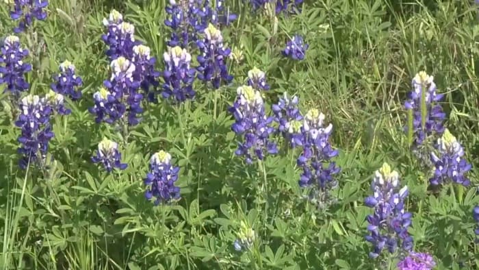 Twiddle your green thumbs to DeLand’s Florida Wildflower and Garden Festival