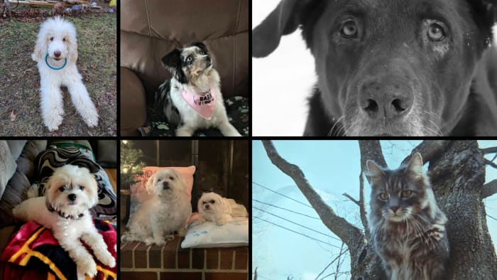 YOUR PHOTOS: Top paw-fect photos from National Hug Your Puppy DayðŸ"¸ - Vimarsana News