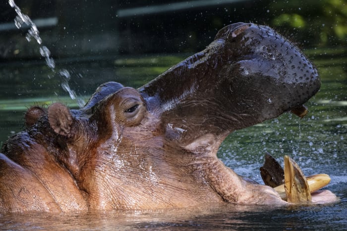 Today in Michigan history: Circus hippopotamus escapes into the Detroit River