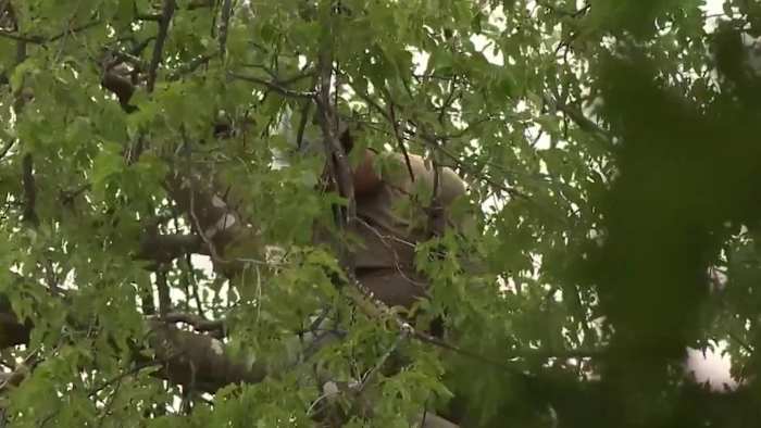 Man who evaded ICE by hiding in a tree released by federal judge, will begin deportation process