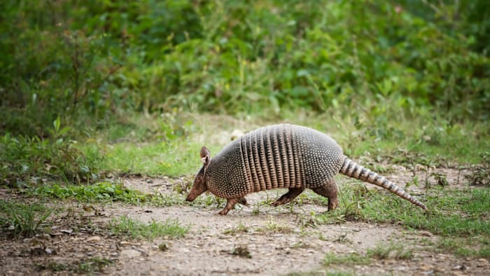 Armadillos likely behind Florida’s surge in leprosy cases. Here’s what you need to know - News4JAX