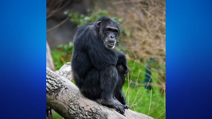 Beloved 53-year-old chimpanzee at Houston Zoo euthanized due to arthritis, age-related ailments