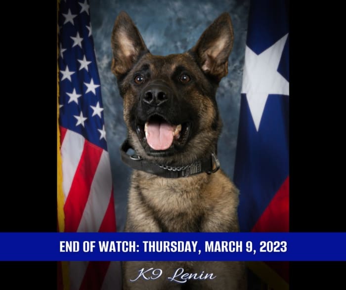 Procession Planned For Fallen Big Lake Police K9 This Weekend
