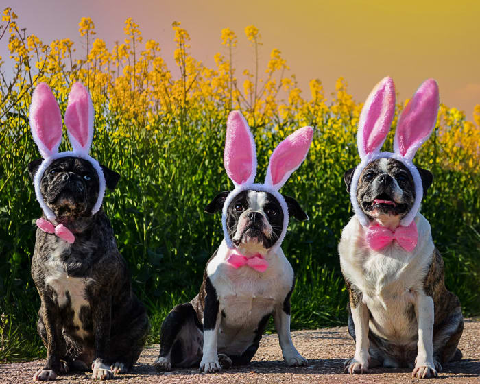 PetSmart is offering free photos with Easter Bunny