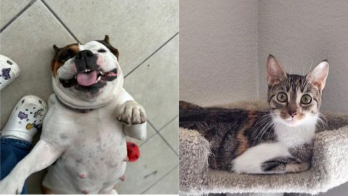 PHOTOS: Meet the adorable pets available for adoption at The Houston Humane Society - Vimarsana News