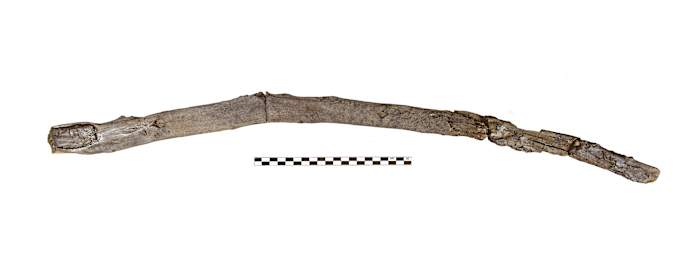 Scientists recover the oldest wooden tools from a site in Greece