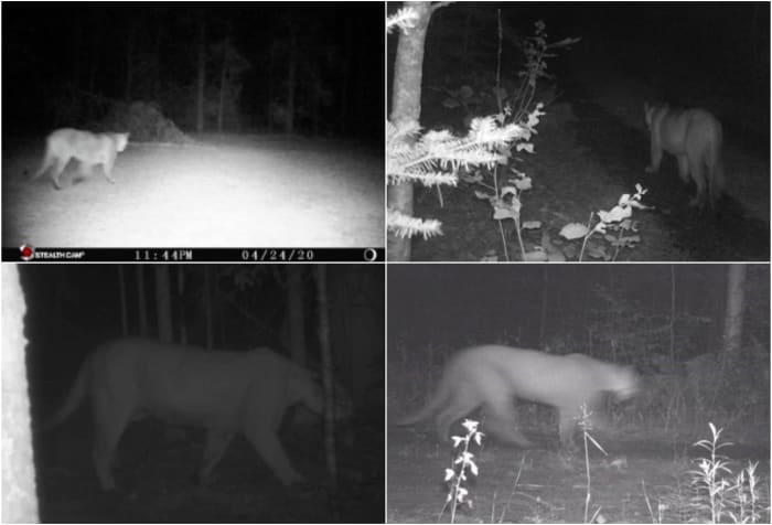 Michigan Dnr 6 Confirmed Cougar Sightings In 2020 