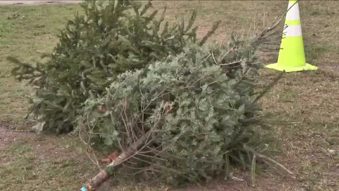San Antonio is offering free locations for live Christmas tree recycling. Here’s the list
