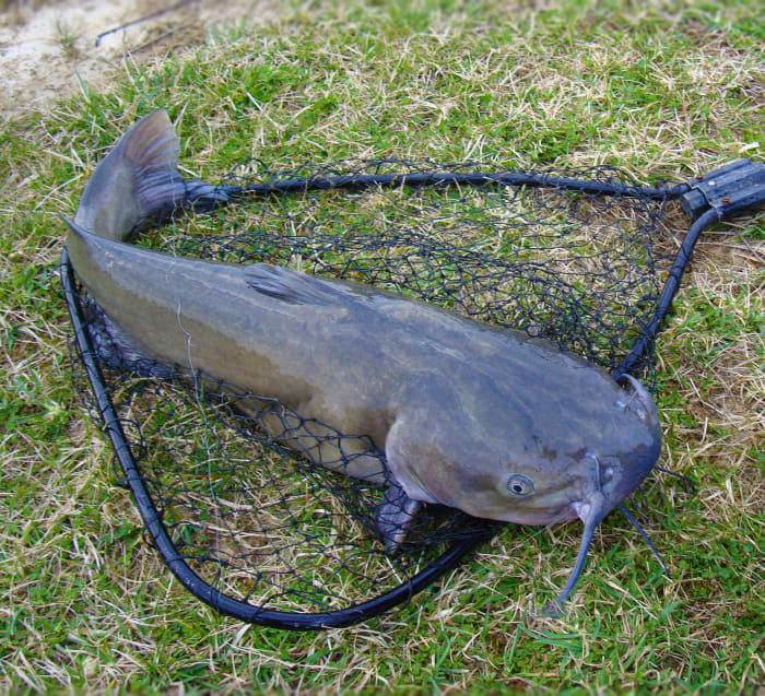 Florida child stabbed in chest by catfish barb while fishing