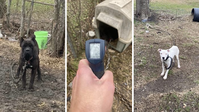 3 dogs rescued after being chained outside during Houston freeze; 4th dog found dead