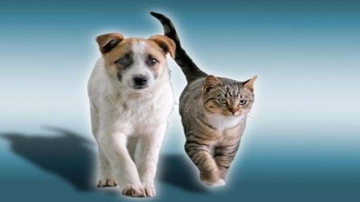 Florida legislature advances dangerous dog registry, proposed animal abuser list