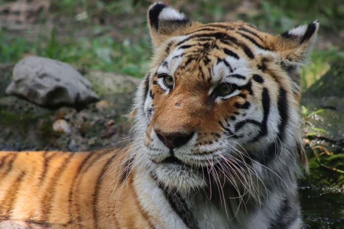 Michigan zoo announces death of 18yearold tiger Michigan zoo announces death of 18yearold tiger