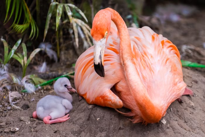 Discovery Cove celebrates birth of baby flamingo