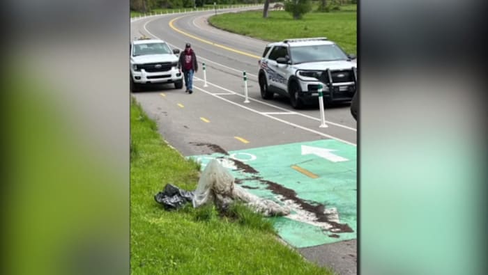 Deadly dumping ground: More dead dogs show up in Detroit park, rescuers demand help