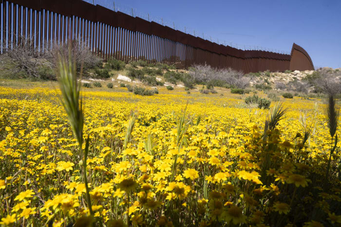 Botanists are scouring the US-Mexico border to document a forgotten ecosystem split by a giant wall - Vimarsana News