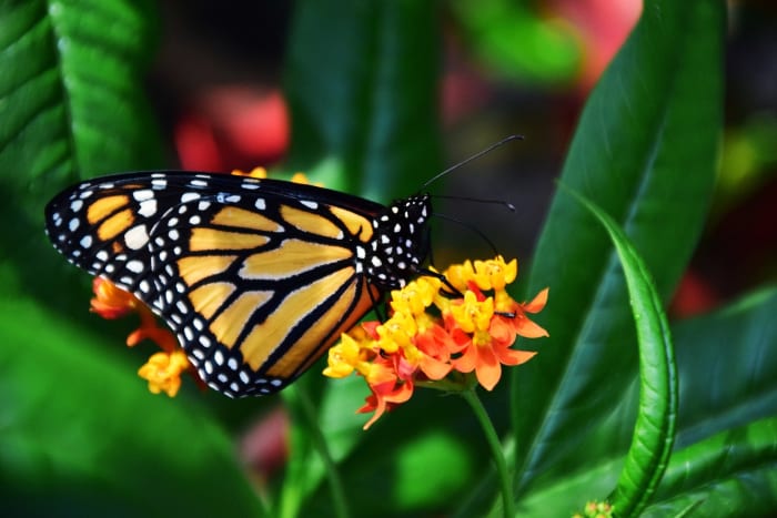 Monarch butterflies are in trouble; Here's how you can help