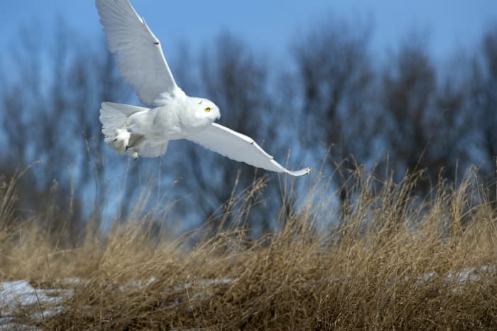 Tips for keeping snowy owls safe during their time in Michigan