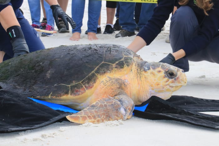 Sea turtle hooked by fisherman to be released from rehabilitation
