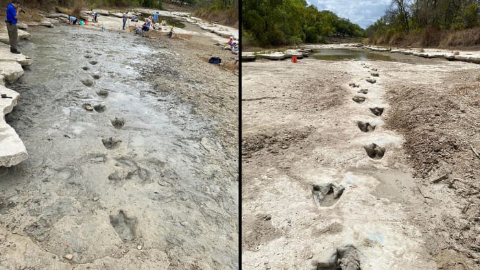 Droogte onthult 113 miljoen jaar oude dinosaurussporen in het staatspark van Texas