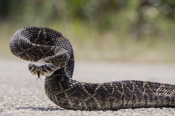 Rattlesnake handler dies from snake bite at event in South Texas city, report says