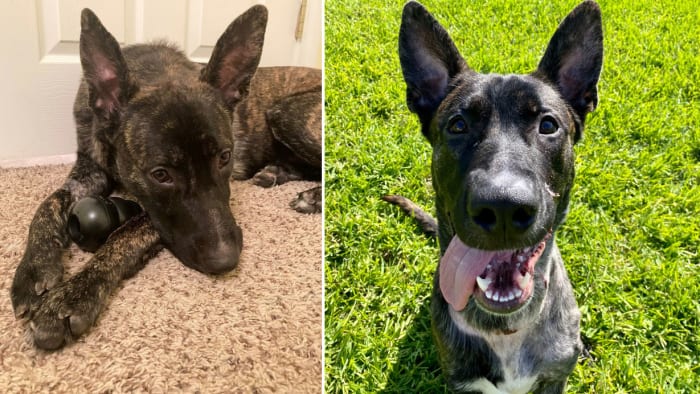Flagler County man admits to shooting dog in face, sentenced to prison - Vimarsana News