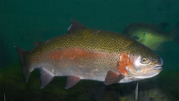 Rainbow Trout Fish Sox – FishSox