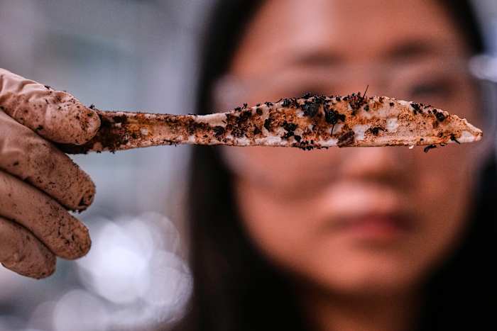 Photo: clickorlando.com Sugar-Based Plastic: A Safer Alternative to Harmful Microplastics