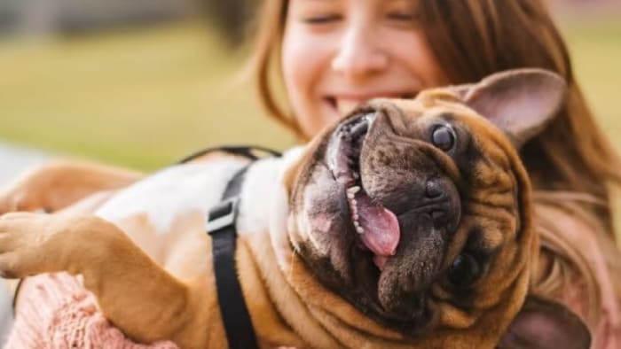 Pets over partners? Gen Z focused on Fido's comfort when it comes to buying home: survey - Vimarsana News