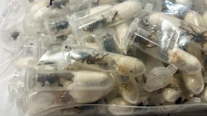 German Customs Seize 1,500 Tarantulas at Airport