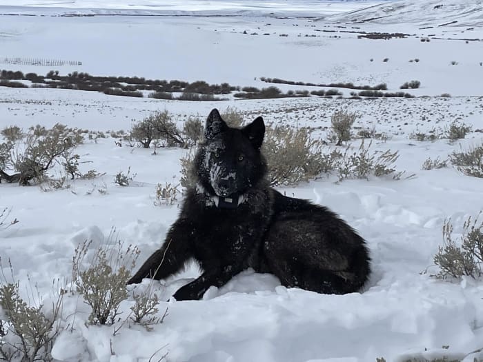 US judge to weigh cattle industry request to halt Colorado wolf reintroduction