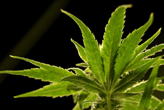 Florida court says police officers can’t search vehicles solely based on smelling marijuana