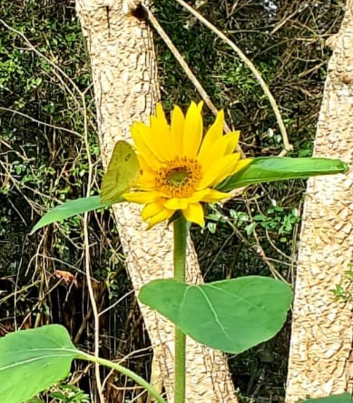 Why so warm? La Niña