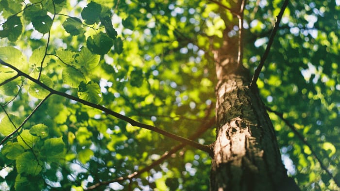 Invasive earthworms may be taking a toll on sugar maples