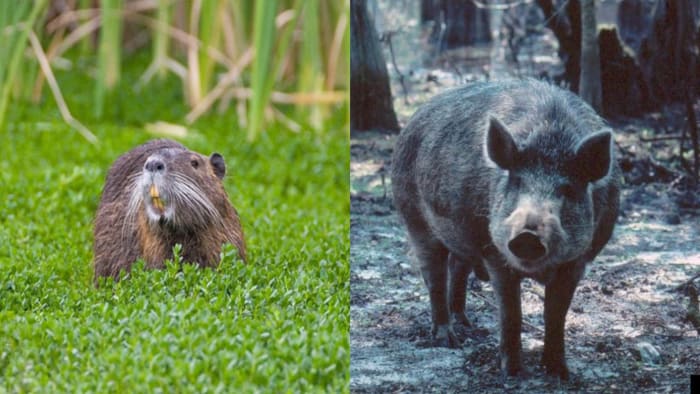 Let’s talk about Michigan’s 2 invasive mammals: A large, destructive