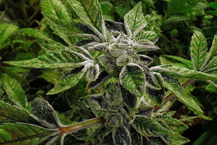 Trump reclassifies state-licensed medical marijuana as a less-dangerous drug in a historic shift