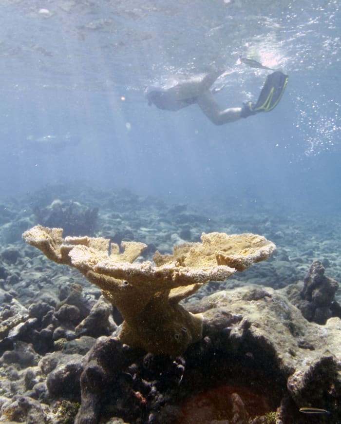 As Mexico marks conservation day, advocates say it takes too long to list vulnerable species