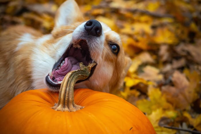 Don't Throw Away The Leaves On Your Lawn This Fall, Say Experts