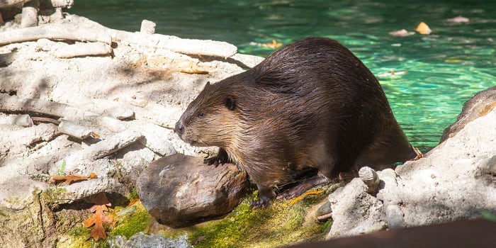 Houston's bad beaver is California's good beaver - Vimarsana News