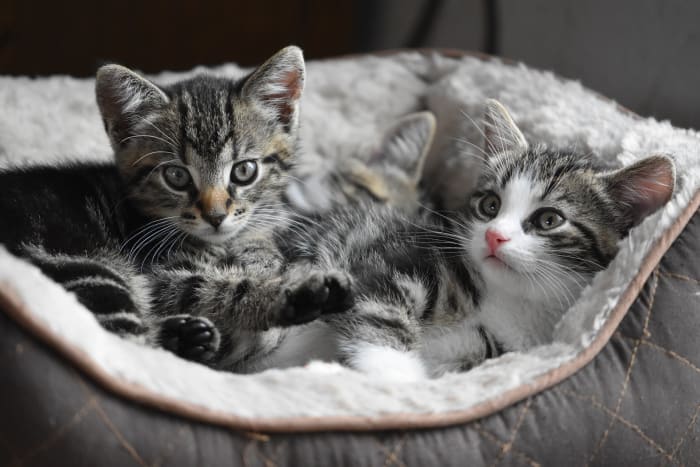 Celebrate International Cat Day with these Orlando animal shelters