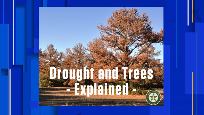 Texas A&M Forest Service explains how to save your trees during a drought