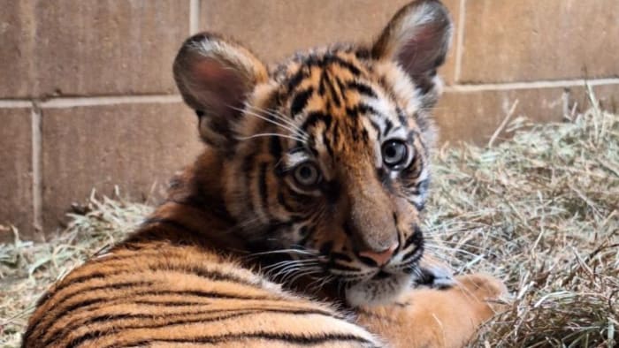 Votes are in! Jacksonville Zoo and Gardens reveals Malayan tiger cub's name