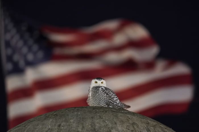 Rare snowy owl soars over Washington, thrills crowds